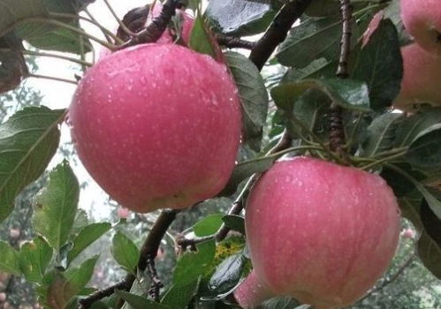 苹果种植,为了让果树长得更好,提高果实产量,来学学嫁接技术