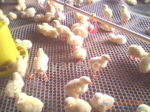 生产优质塑料家禽养殖网