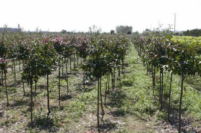 开心果树苗在北方种植技术