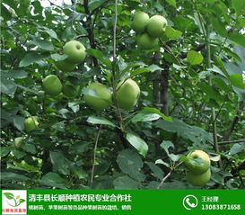 景县果树 长顺种植 苹果树苗哪家好