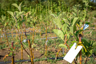 果树幼苗种植和销售新品种的田间排种