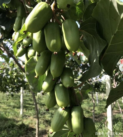 家中有空地不妨种植上此果树,果实鲜美,甘甜可口,种植还简单