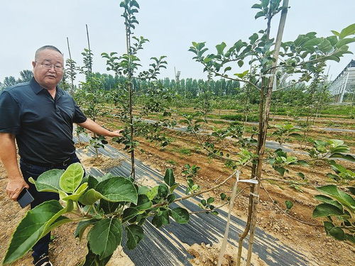 陕西果业出口持续 热辣滚烫