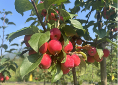 延庆"八棱脆海棠"秋季剪枝,提高果树花芽质量