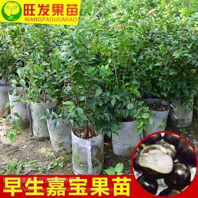 惠州正宗早生四季嘉宝果树苗 庭院观赏,商业化种植,阳台种植的新兴热带果树。